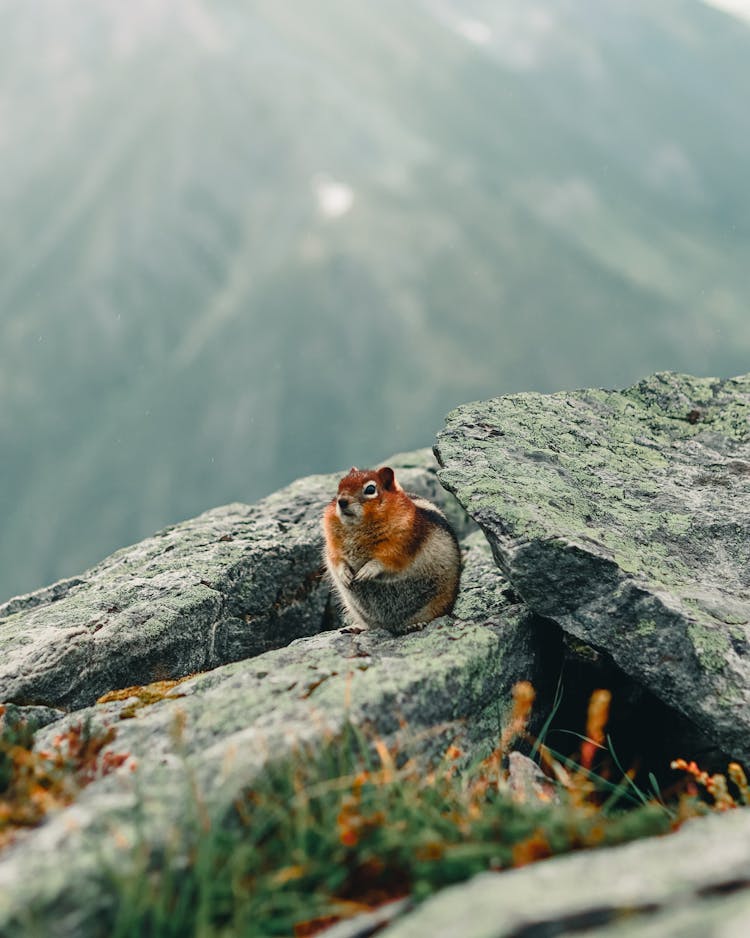 Cute Chipmunk On A Rock