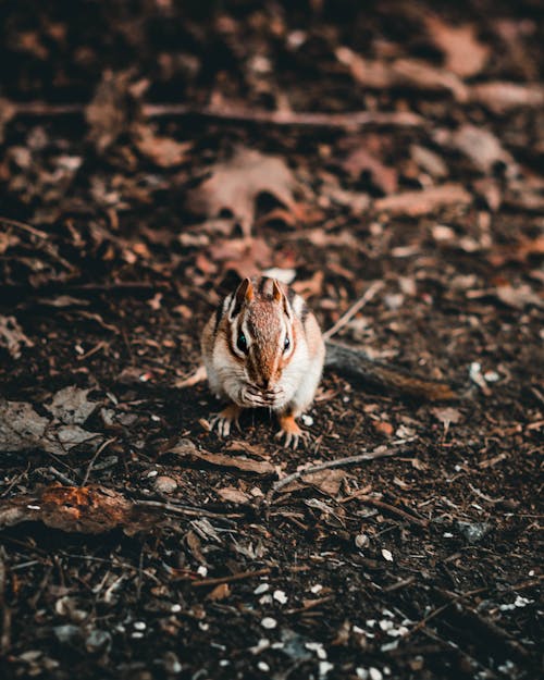 Kostenloses Stock Foto zu backenhörnchen, klein, nagetier