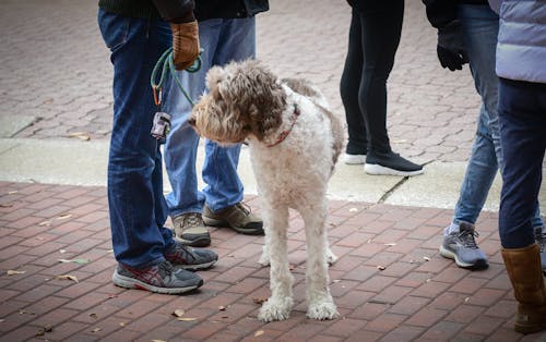 Gratis stockfoto met hond