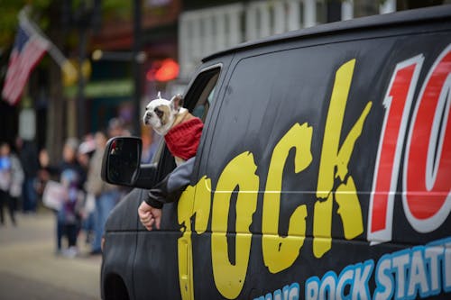 amerikan bulldog, geçit, köpek yavrusu içeren Ücretsiz stok fotoğraf