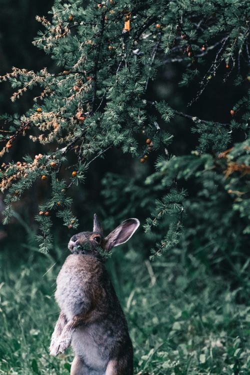 Free A curious wild rabbit stands under a lush evergreen tree, nibbling leaves. Stock Photo