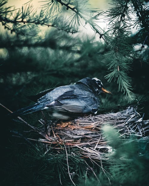 Close Up Photo of Bird on Nest