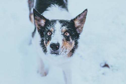 Free Australian Cattle Dog with Snow on his Snout  Stock Photo