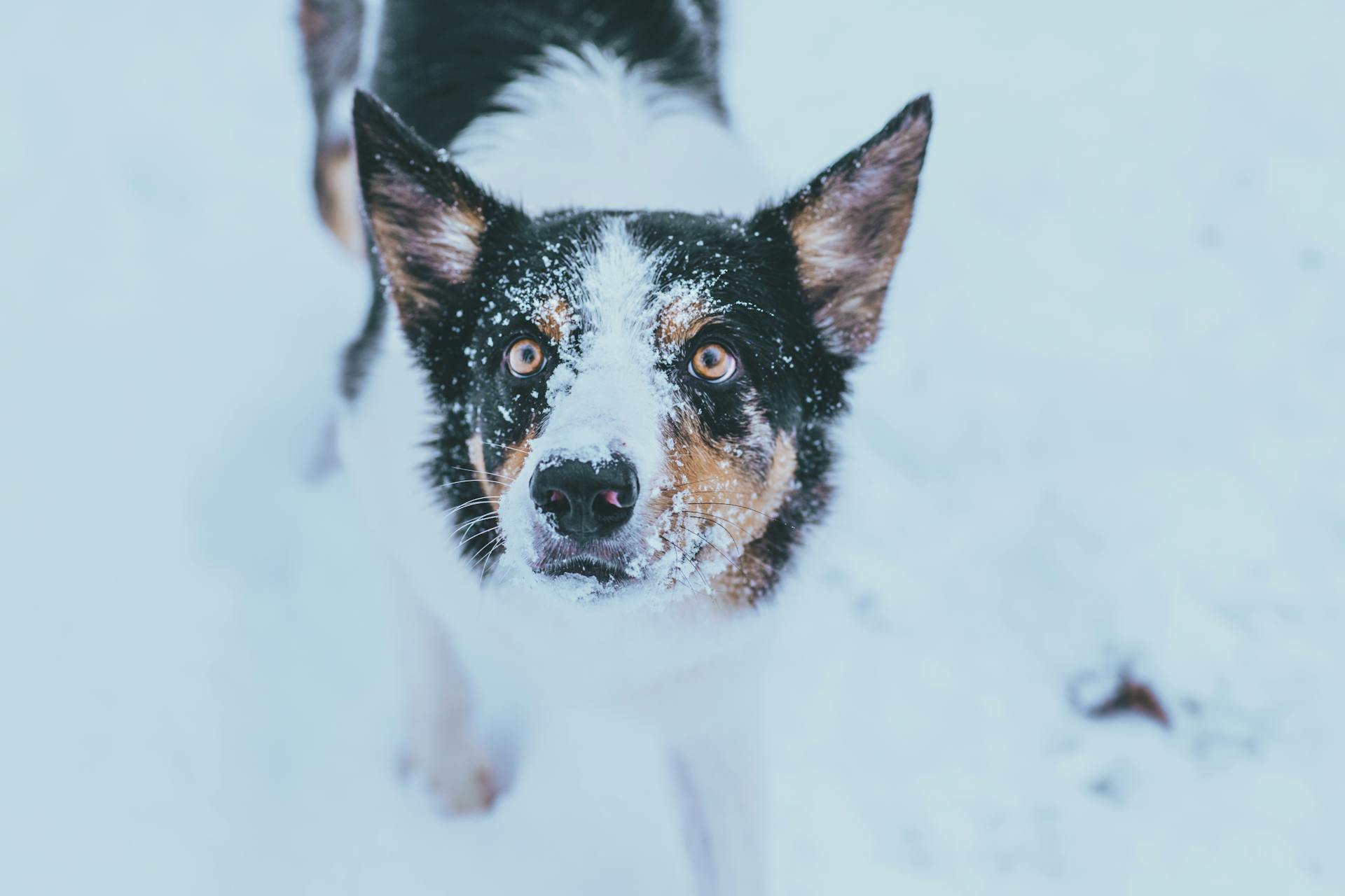 Australiensisk boskapshund med snö på näsan