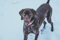 Brown Short Coated Dog on Snow Covered Ground