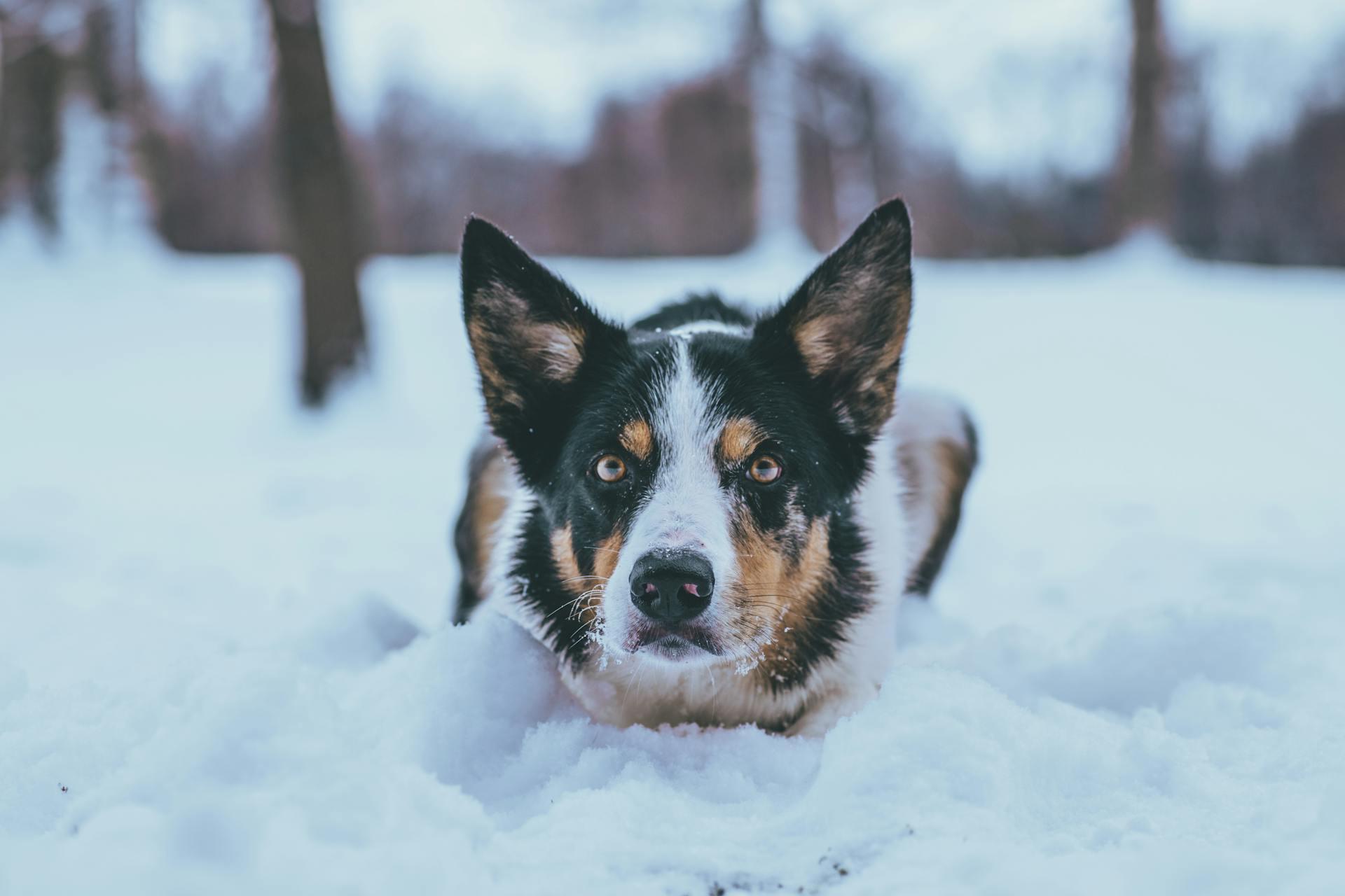 Cute Dog in Snow