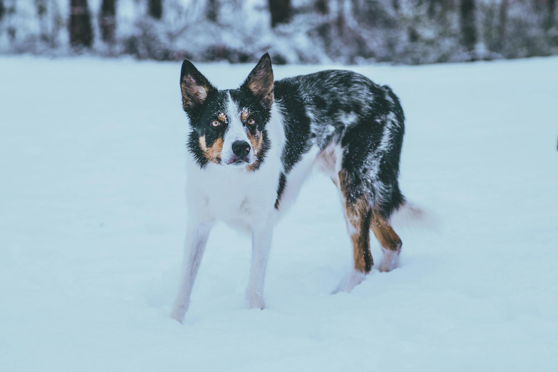 Photo of Border Collie on Snow