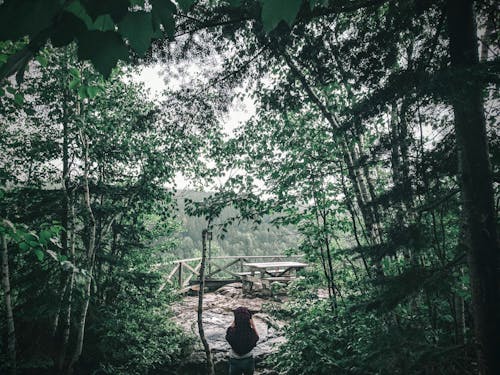 Free A Person Standing in the Middle of the Forest Stock Photo