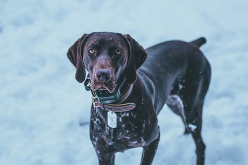 бесплатная Бесплатное стоковое фото с домашнее животное, зима, коричневая собака Стоковое фото