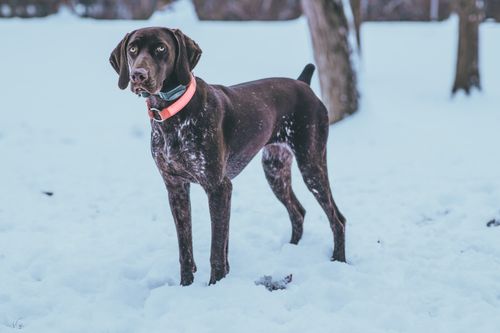 Free A German Shorthaired Pointer dog stands alert in a snowy outdoor setting. Stock Photo