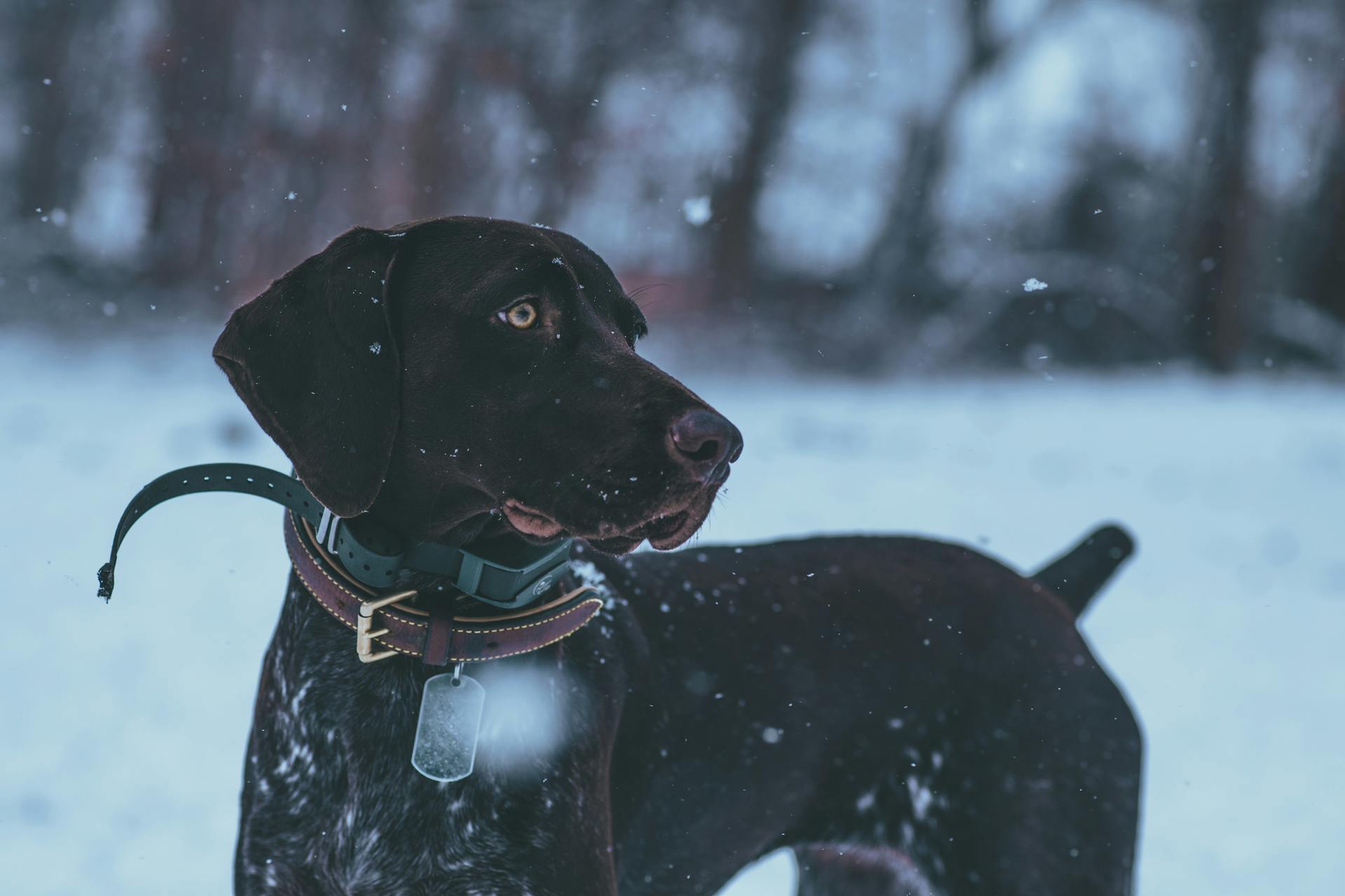 German Shorthaired Pointer Standing on a Snow Covered Ground