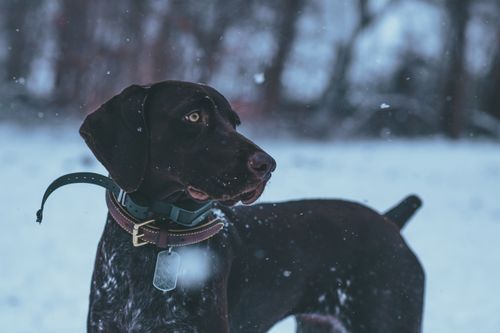 Free A German Shorthaired Pointer stands alert on a snow-covered ground. Stock Photo