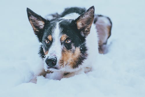 Free Border Collie Dog in Close Up Photography Stock Photo
