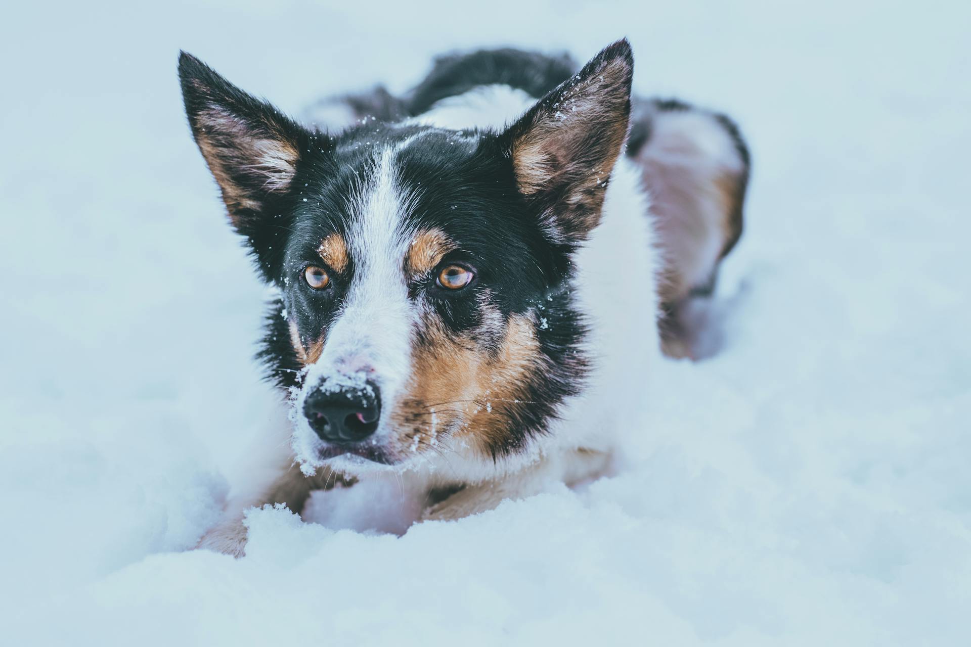 Border Collie Dog in Close Up Photography