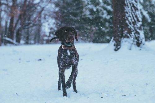 Free German Shorthaired Pointer joyfully running through snowy winter landscape, showcasing pet playfulness. Stock Photo