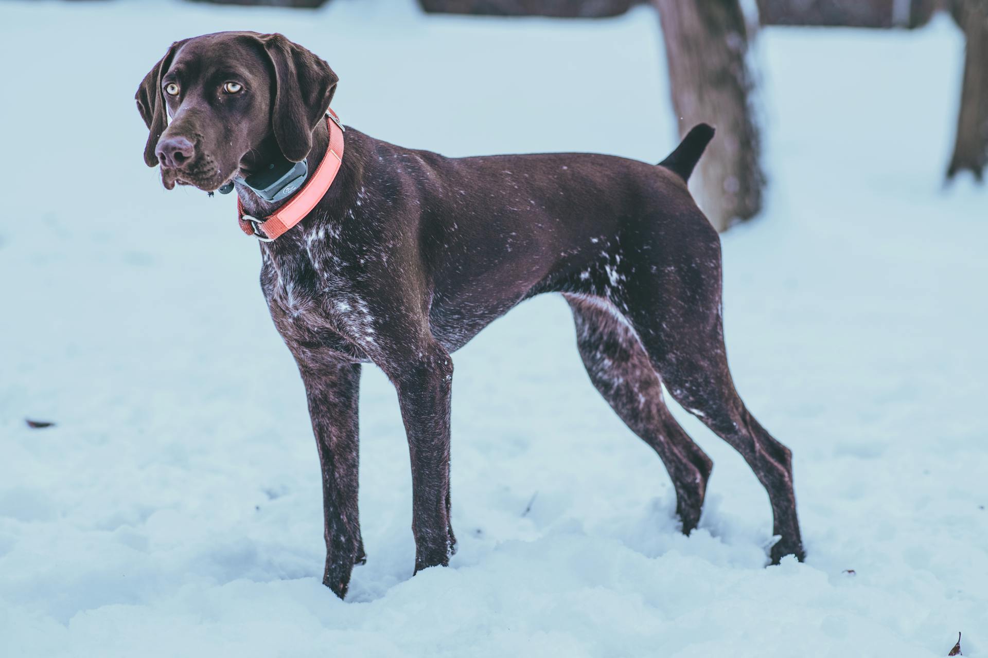 De Duitse kortharige pointer staat op een met sneeuw bedekte grond