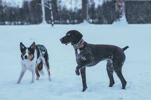 Fotos de stock gratuitas de animales, canino, fotografía de animales