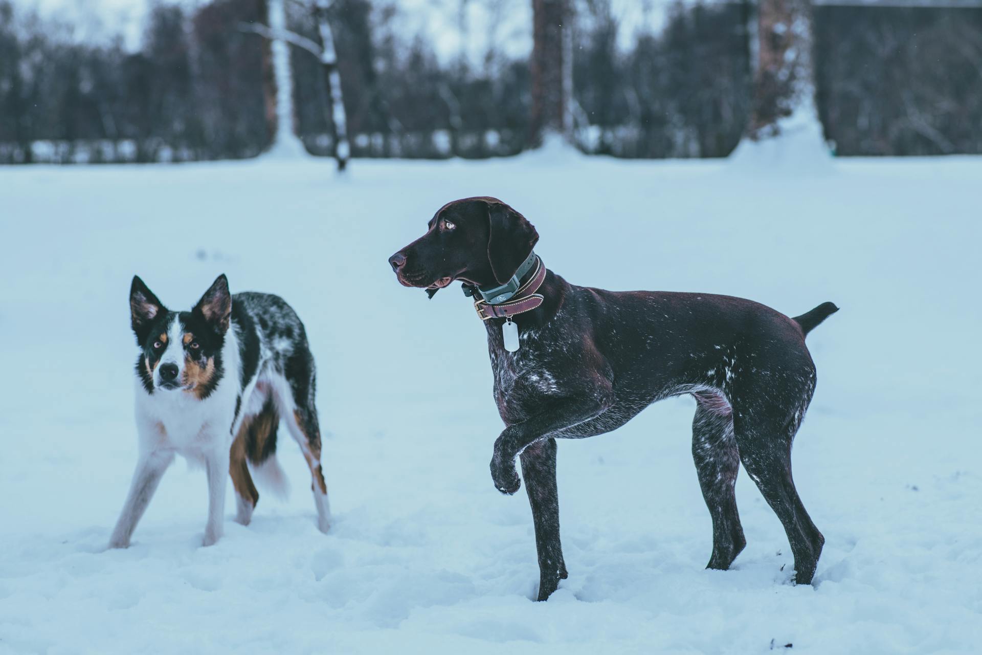 Dogs Playing on Snow Covered Ground