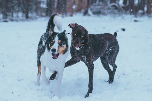 Free stock photo of border collie, border collie in snow, brown dog