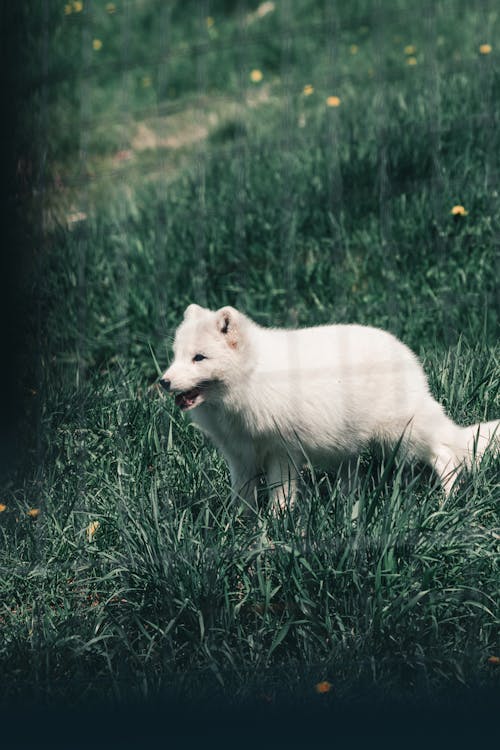 beyaz tilki, çim saha, dikey atış içeren Ücretsiz stok fotoğraf