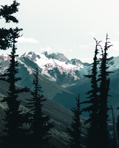 Free Stunning view of snow-capped mountains in Canada framed by coniferous trees, showcasing serene wilderness. Stock Photo