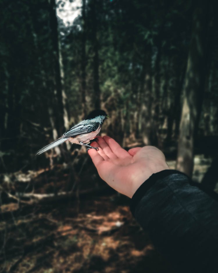 A Chickadee Bird Perched On A Person's Hand