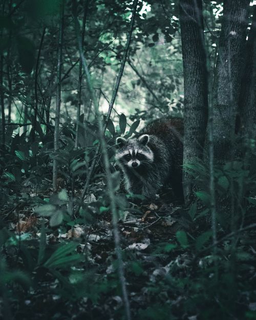 Free Wild raccoon wandering through a dense green forest in Canada. Stock Photo