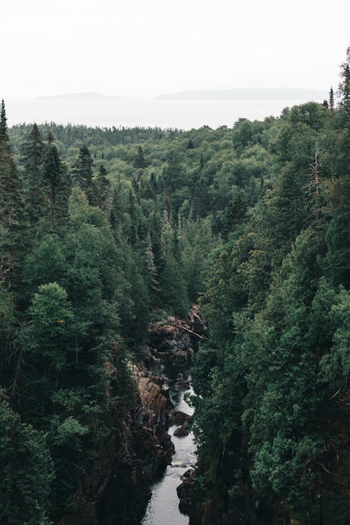 Drone Photography of Forest