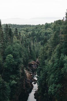 Aerial shot of a lush green pine forest in Canada, showcasing rugged terrain and a clear stream.