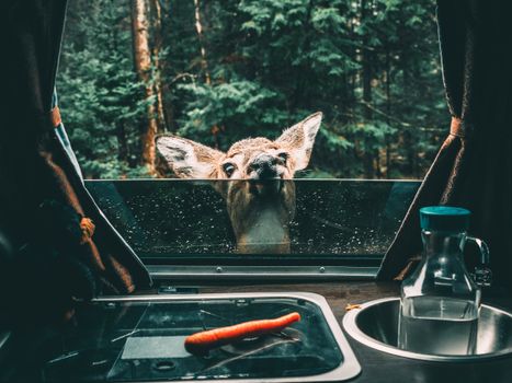 Curious deer peeking through a camper window with a forest backdrop, capturing a moment of wildlife curiosity.