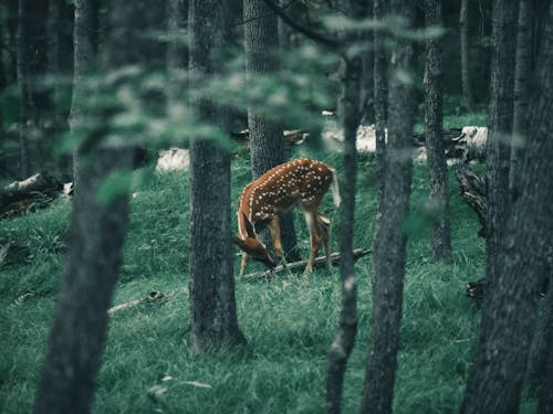 Brown Deer on Green Grass Field