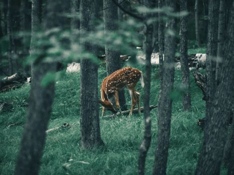 Serene wildlife scene of a deer grazing in a lush Canadian forest.
