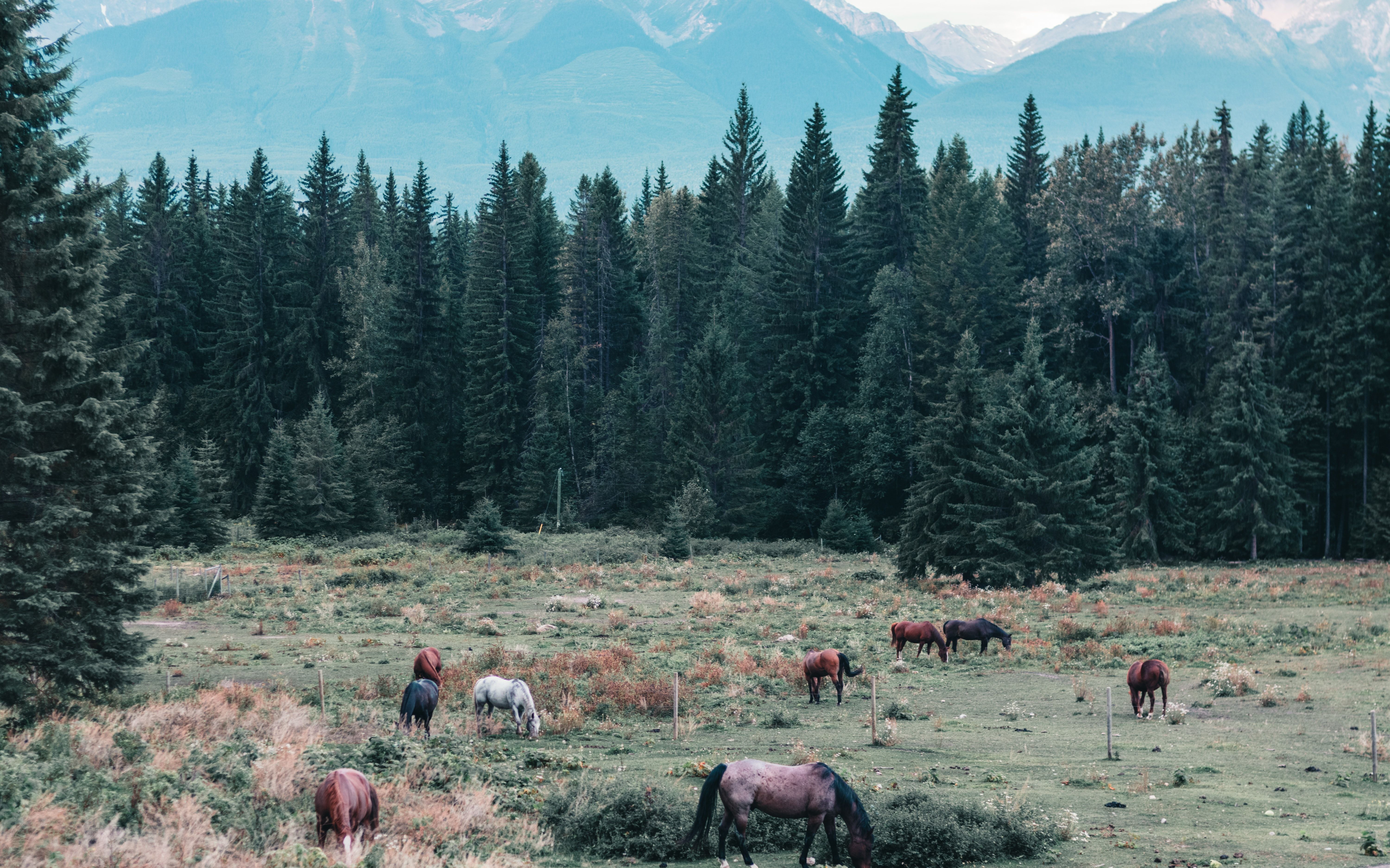 Canadian forest scene with horses grazing peacefully against mountain backdrop.