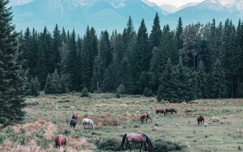 Free Horses on Pasture in Mountains Stock Photo