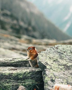 A chipmunk peers out from rocky terrain in Canada, offering a glimpse of its natural habitat.