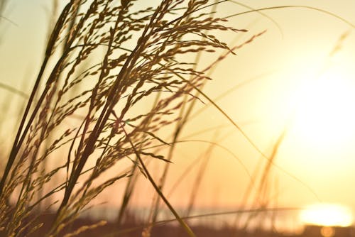 Free stock photo of beach, dry, sun glare