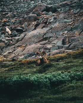 A majestic bighorn sheep rests in a lush Canadian landscape, surrounded by rocky formations.