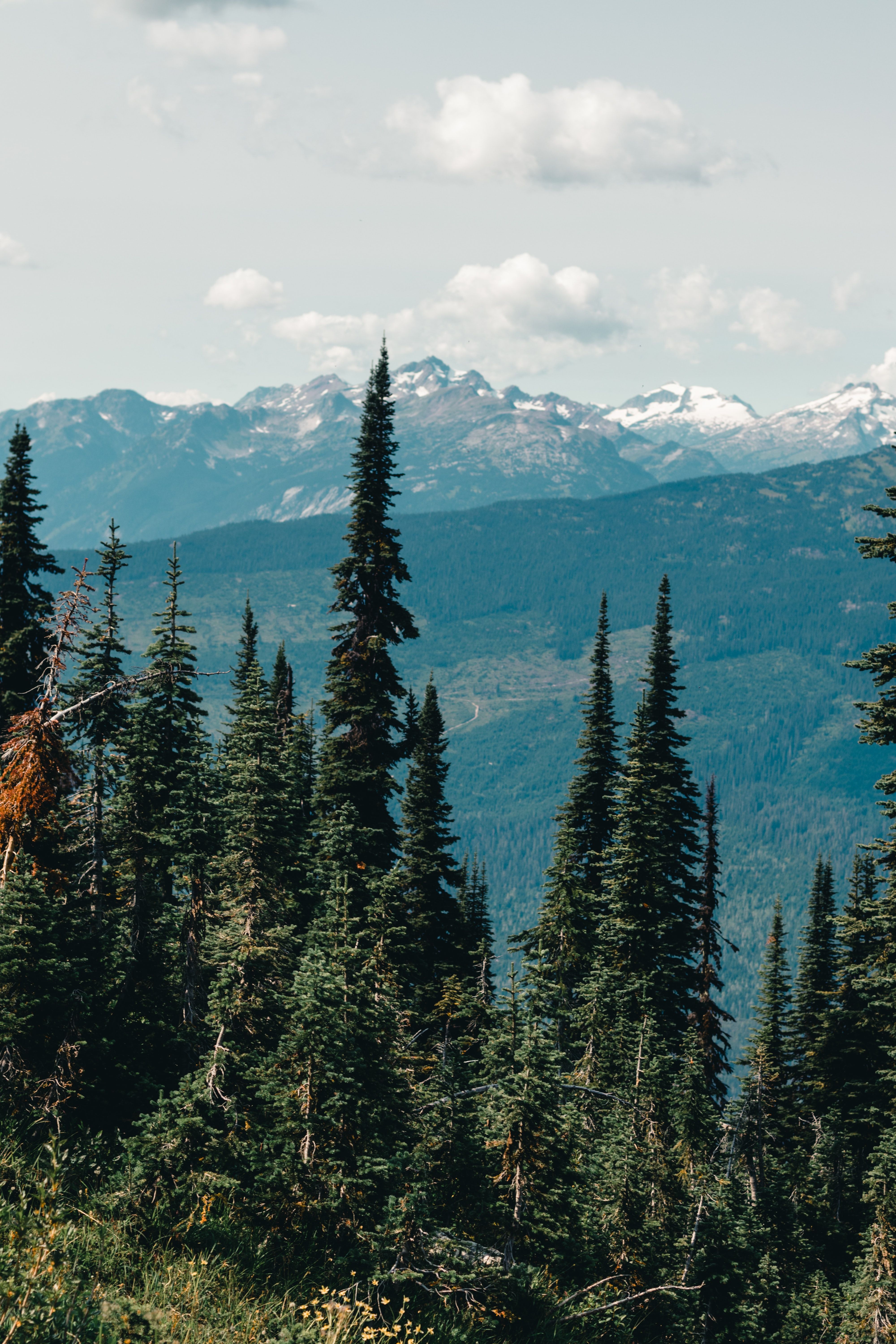 Green Pine Trees Near Mountain Under White Clouds · Free Stock Photo