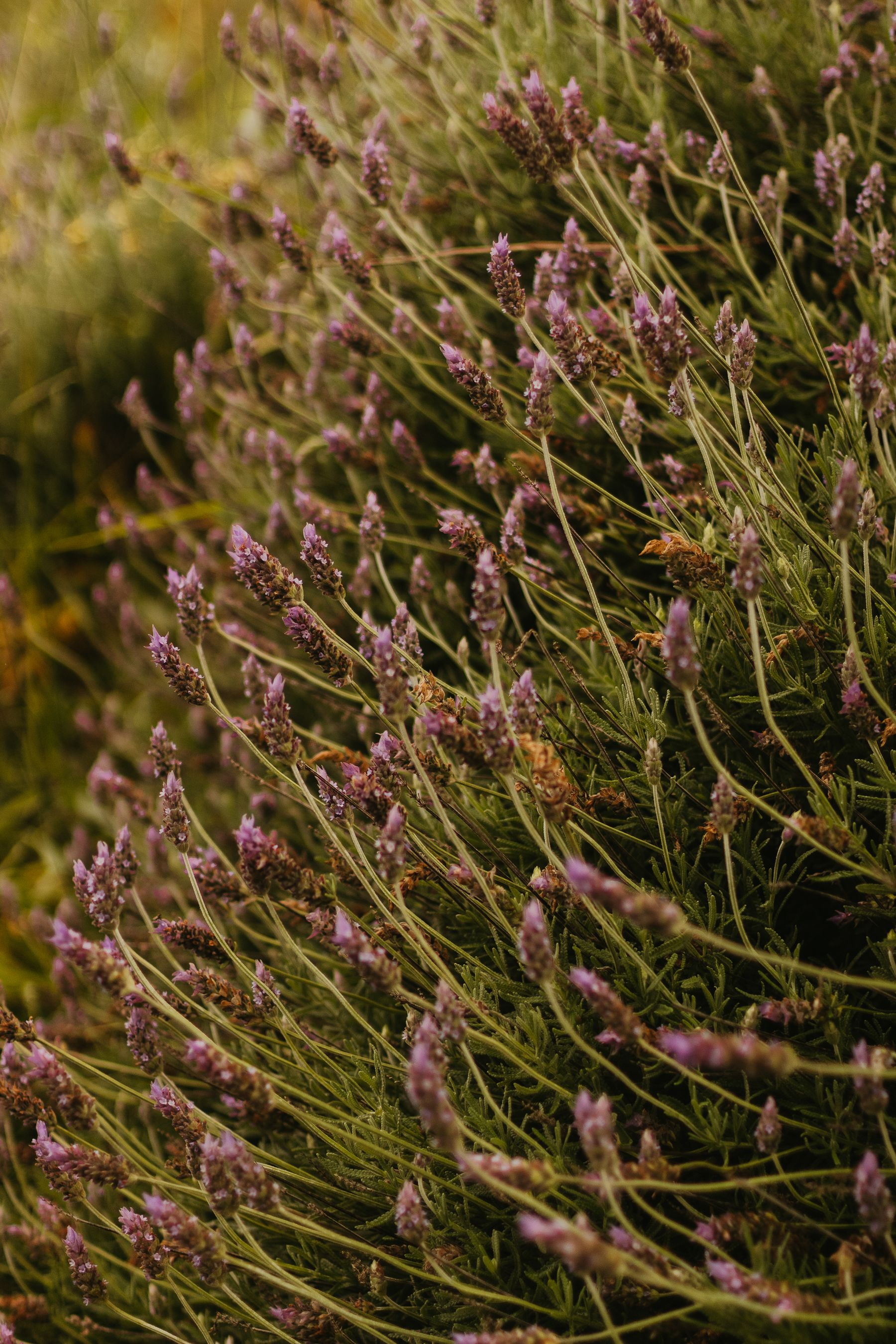 The Most Important Rule: Don't Cut Deeply Into Old Wood — lavender pruning and care
