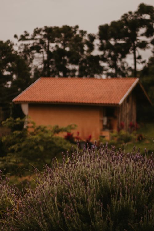 Free Rustic bungalow surrounded by lush lavender flowers and trees, perfect for nature lovers. Stock Photo
