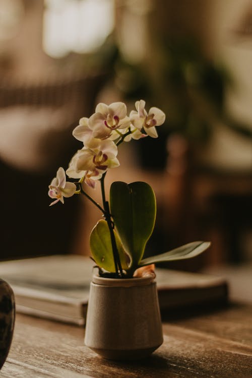 White Flowers on Brown Ceramic Vase