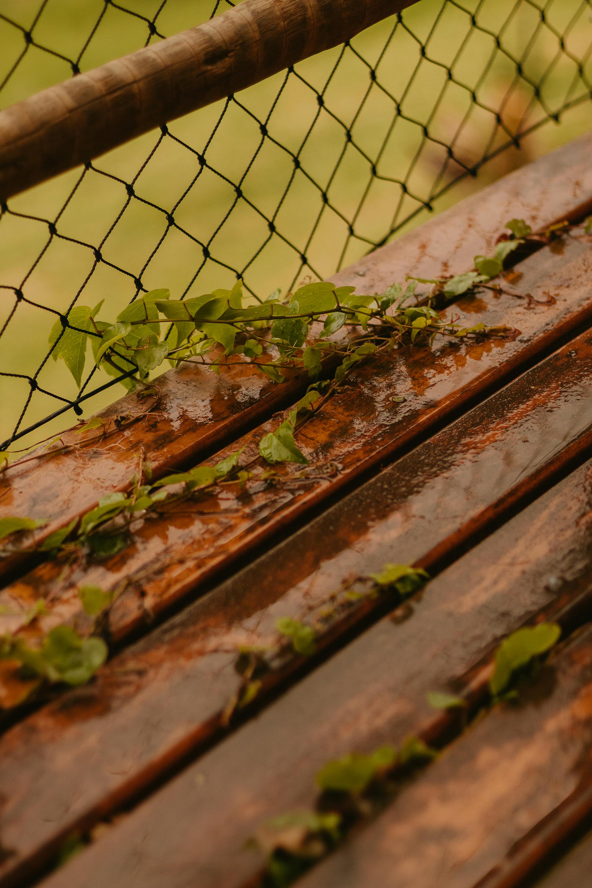 green leaves on wet wooden bench near chain link fence