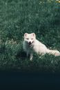 White Long Haired Dog Lying on Green Grass