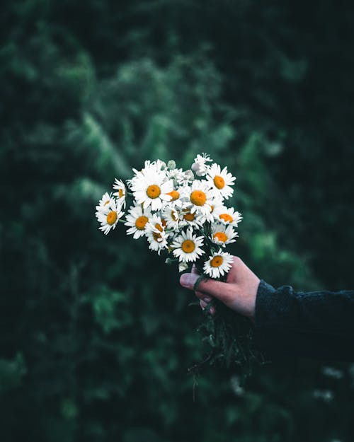 Person holding a Bouquet of Daisy Flowers 