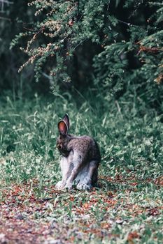 Mountain hare sitting under a tree in a Canadian forest.