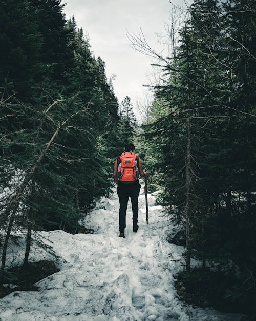 Free Backview of a Backpacker walking between Coniferous Trees on a Snow Covered Ground Stock Photo