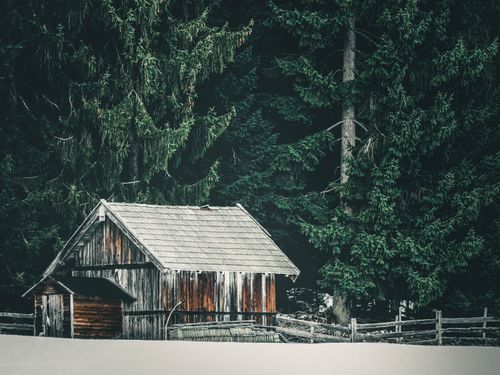 Free A wooden log cabin nestled among towering coniferous trees, capturing Canadian wilderness beauty. Stock Photo