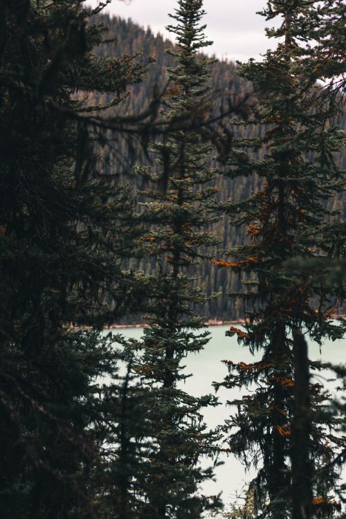 Free Dense coniferous forest in Canada with a serene lake view. Stock Photo