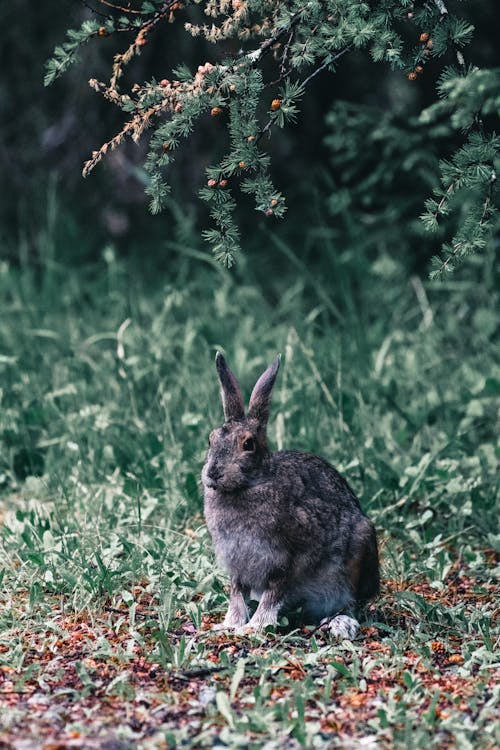 兔子, 兔科, 動物攝影 的 免费素材图片