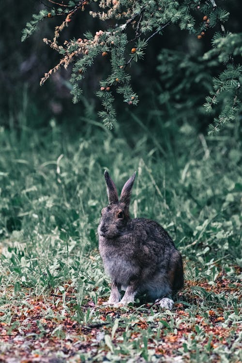 Δωρεάν στοκ φωτογραφιών με leporidae, κατακόρυφη λήψη, κατοικίδιο